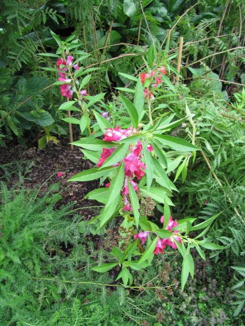 Balsamine