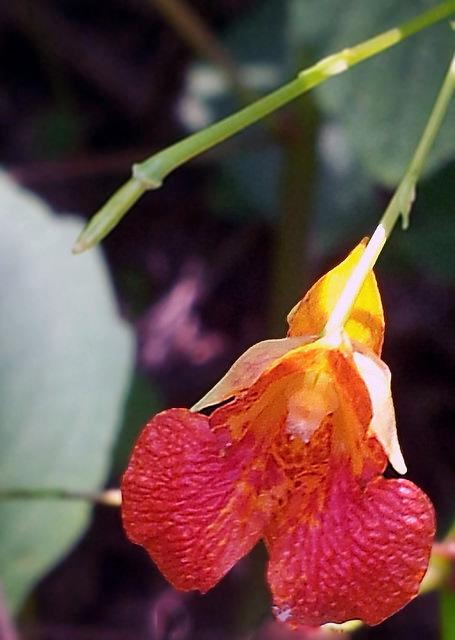 Balsamine du cap