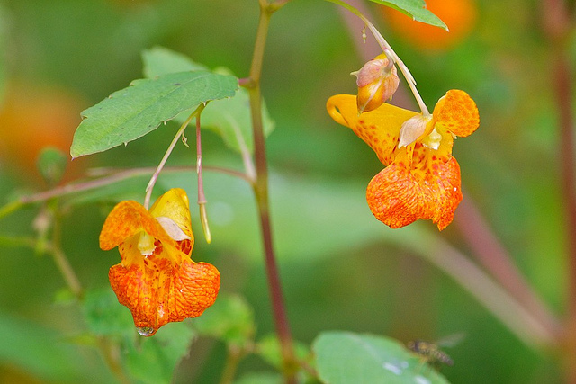 Balsamine du cap