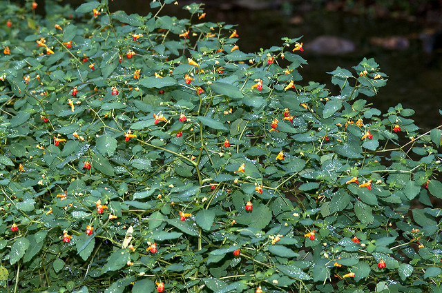 Balsamine du cap