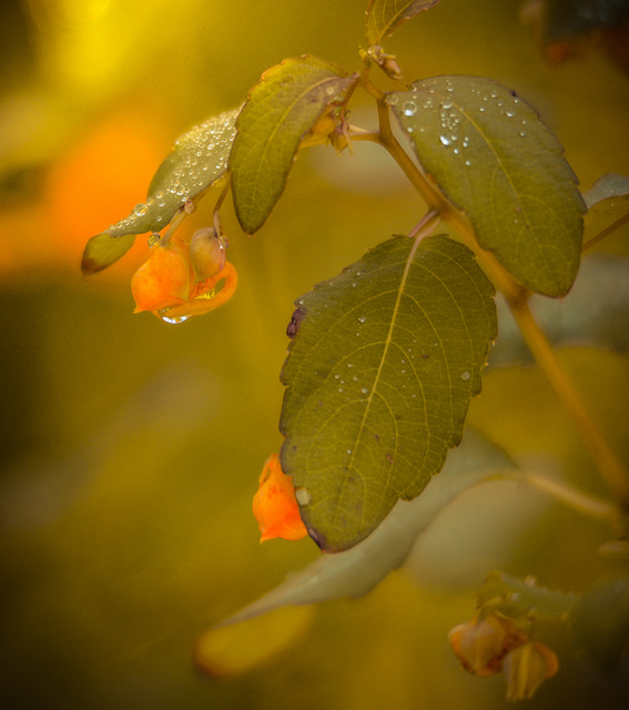 Balsamine du cap