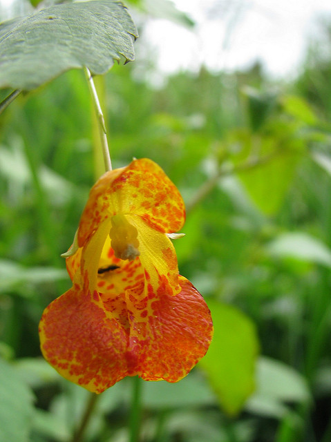 Balsamine du cap