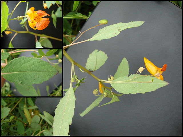 Balsamine du cap (Impatiens capensis)