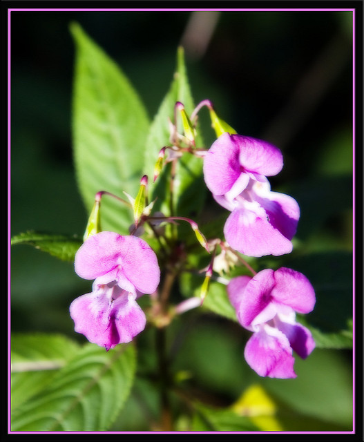 Impatiens glandulifera
