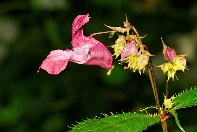 Impatiens glandulifera