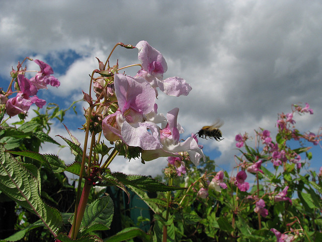 Impatiens glandulifera