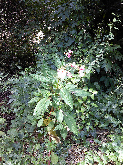 Impatiens glandulifera