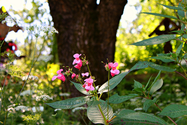 Impatiens glandulifera