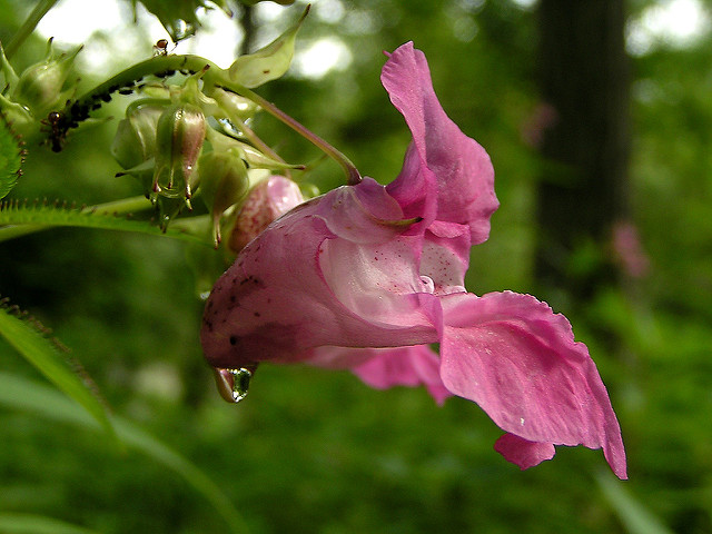 Impatiens glandulifera