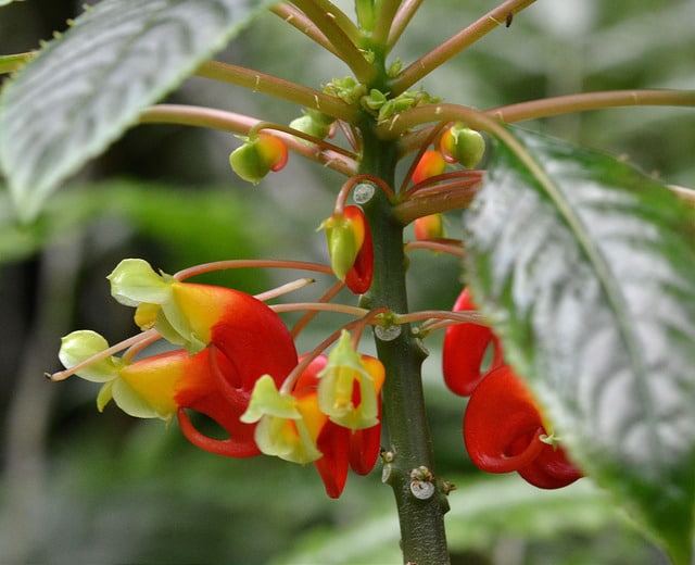 Bec de perroquet (Impatiens niamniamensis)