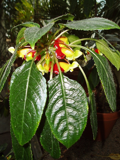 Bec de perroquet