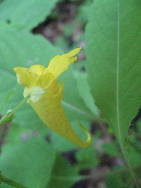 Balsamine des bois (Impatiens noli-tangere)