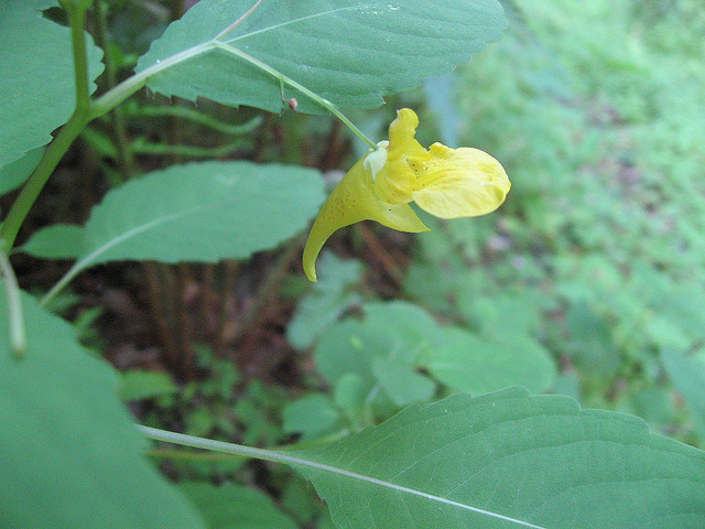 Balsamine des bois