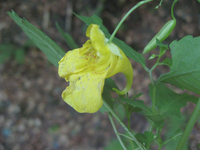 Balsamine des bois