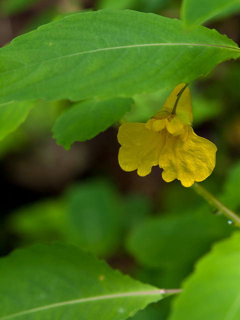Balsamine des bois