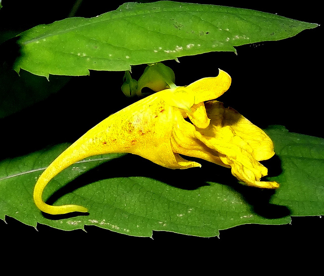 Balsamine des bois