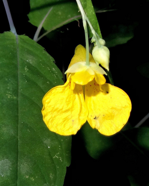 Balsamine des bois