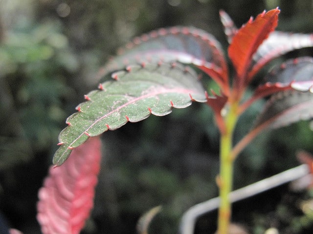 Impatiens du mont omei