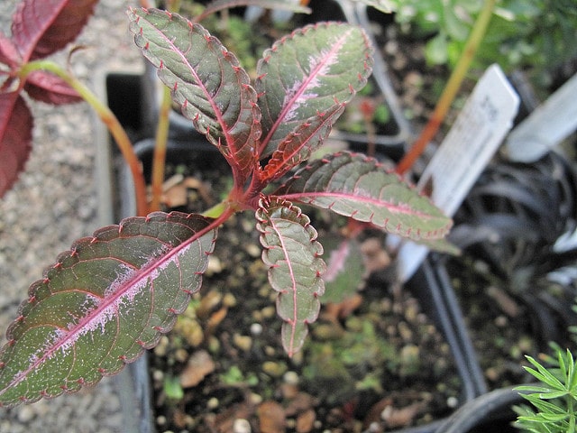 Impatiens du mont omei