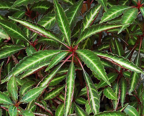 Impatiens du mont omei