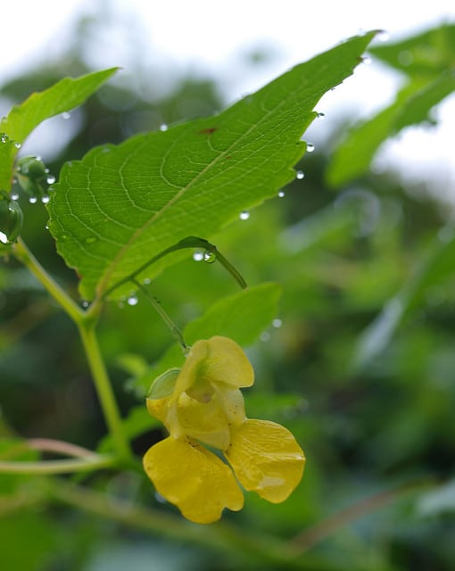 Impatiens pallida