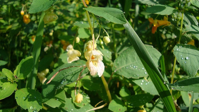 Impatiens pallida