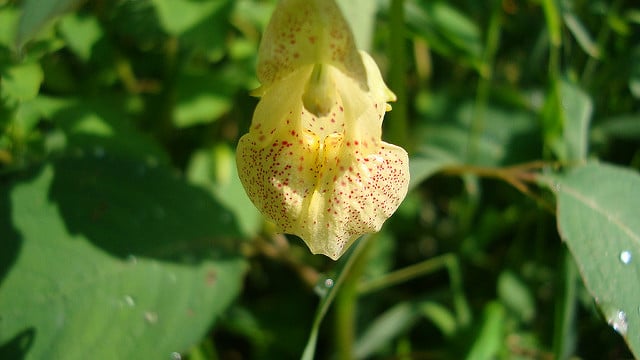 Impatiens pallida