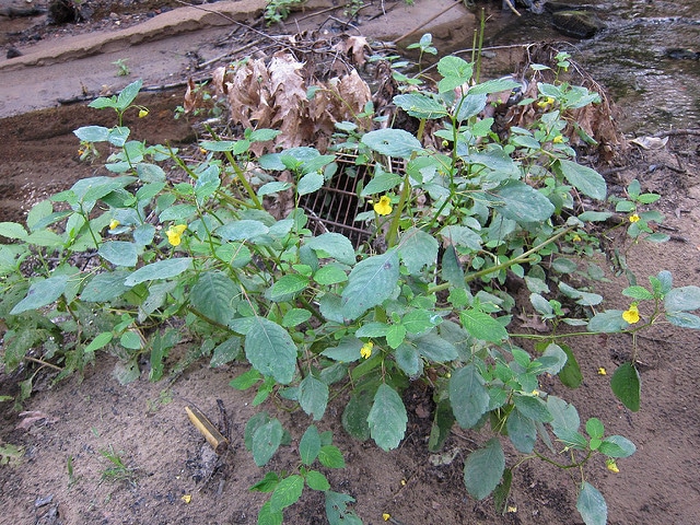 Impatiens pallida