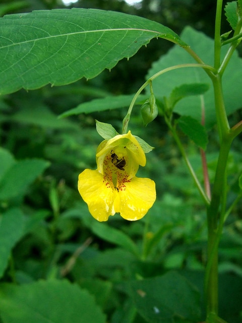 Impatiens pallida