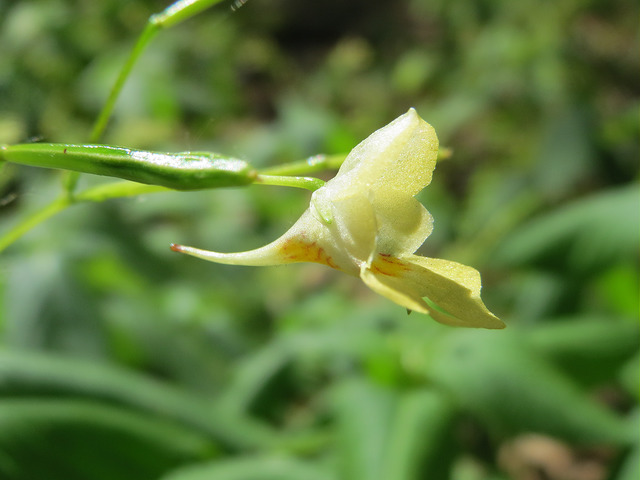 Balsamine à petites fleurs