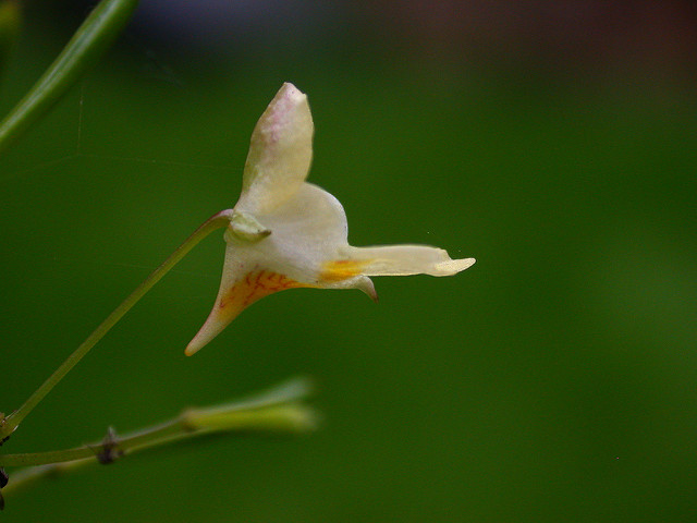 Balsamine à petites fleurs