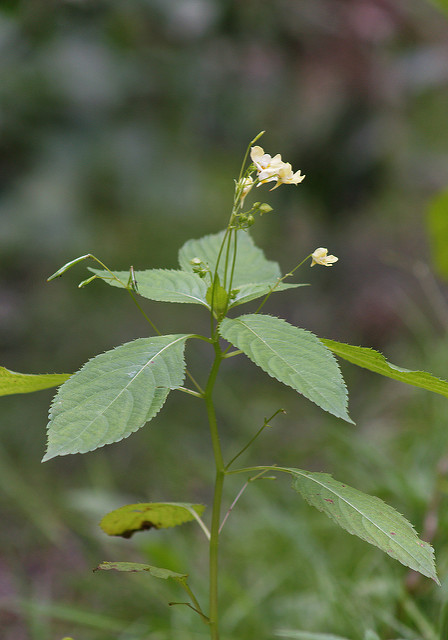 Balsamine à petites fleurs