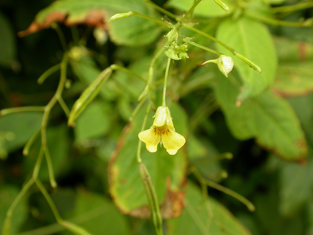 Balsamine à petites fleurs