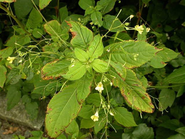 Balsamine à petites fleurs (Impatiens parviflora)