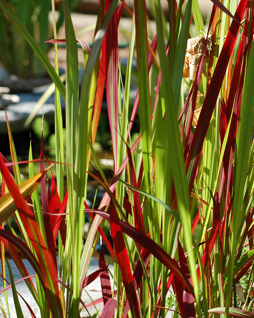 Impérate cylindrique (Imperata cylindrica) - Fiche botanique ...
