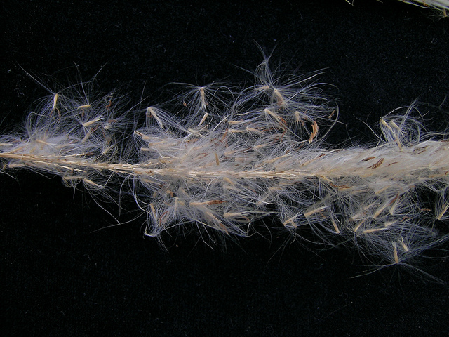 Impérate cylindrique (Imperata cylindrica)