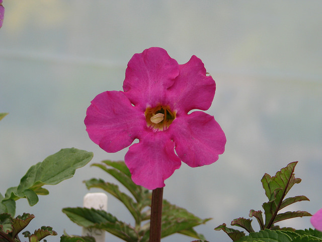Incarvillea (Incarvillea delavayi)