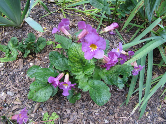 Incarvillea