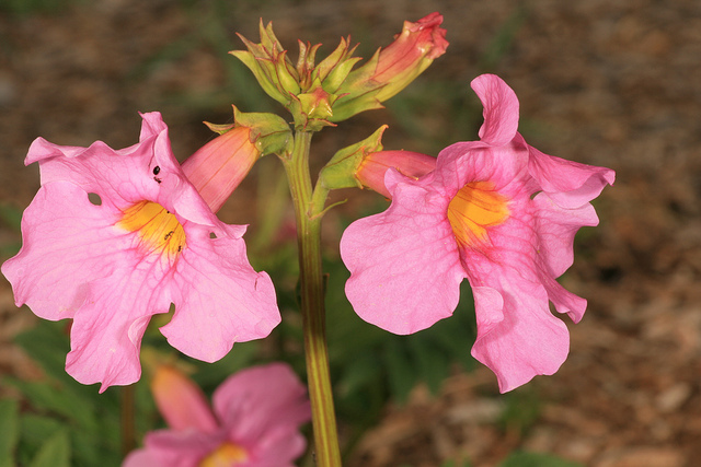 Incarvillea