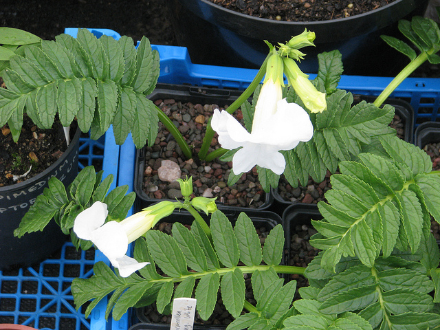 Incarvillea