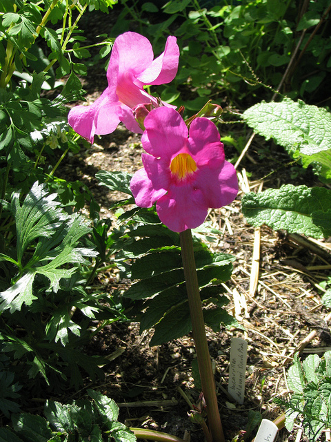 Incarvillea