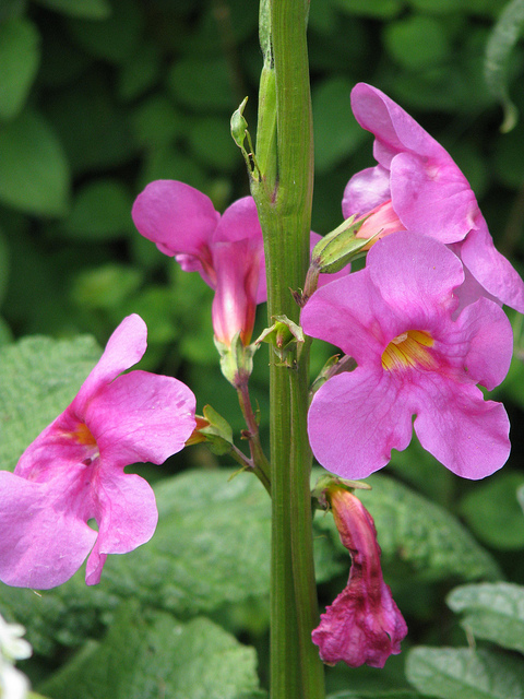 Incarvillea