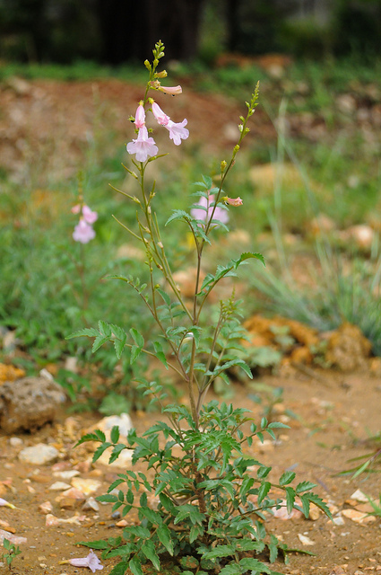 Incarvillea sinensis