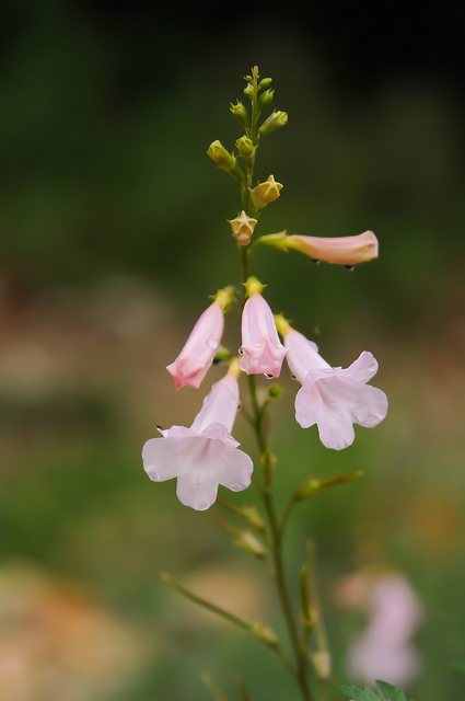 Incarvillea sinensis
