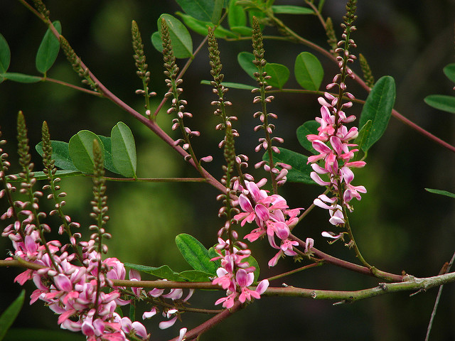 Indigotier amblyantha