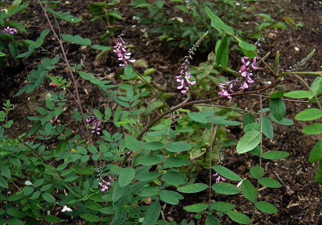Indigotier amblyantha