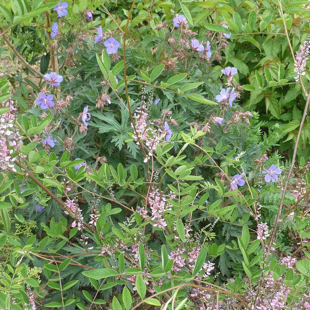 Indigotier amblyantha