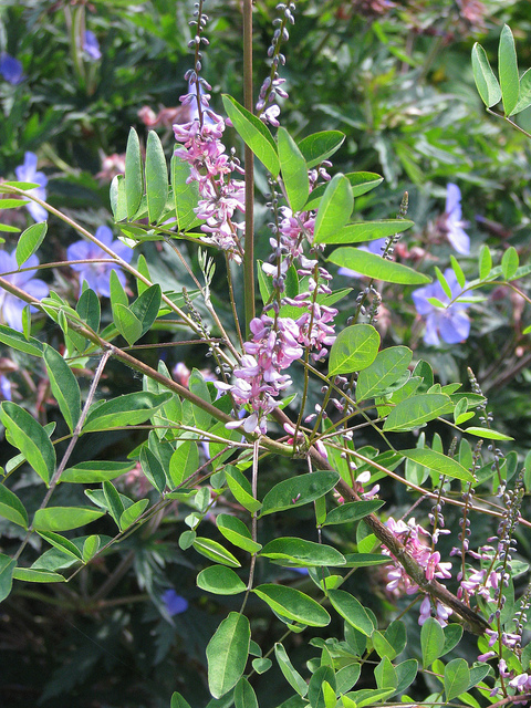 Indigotier amblyantha
