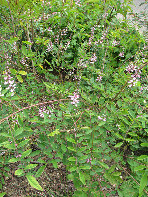Indigotier amblyantha