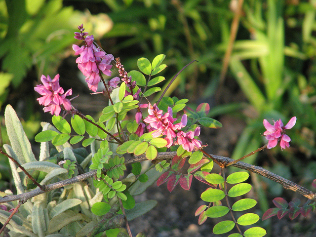 Indigotier amblyantha (Indigofera amblyantha)